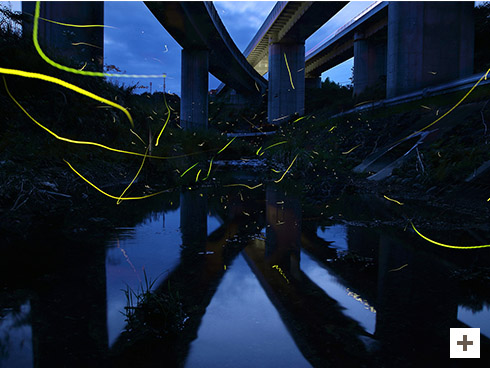 &quot;Shining under the Expressway&quot;