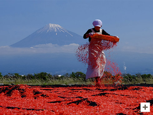 「桜エビ干し」