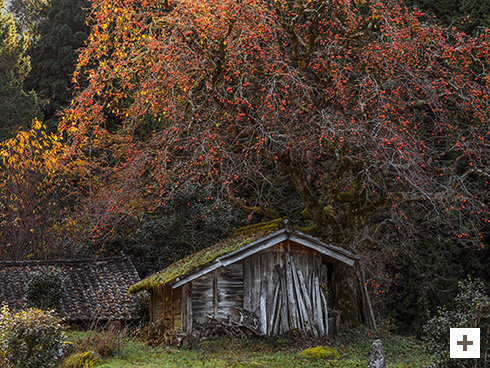 &quot;Fruit autumn&quot;