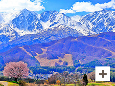 "Cherry blossoms overlooking Hakuba Sanzan in the remaining snow"