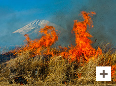 「富士山野焼き」