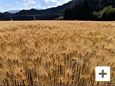 "Wheat autumn wind"