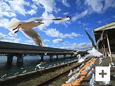 「無人駅の風物詩」