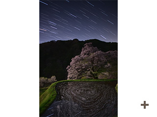 「月光に映える駒つなぎの桜　」