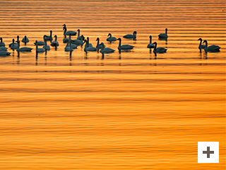 「白鳥の湖」