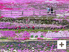 「明宝せせらぎ街道の芝桜」