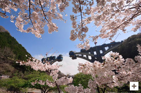 「桜花爛漫の先に」