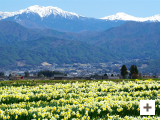 「春はここから」