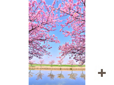 「早春の河津桜ロード」