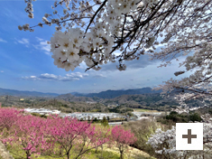 「満開の談合坂」