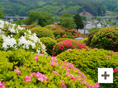 「ツツジの向こう」