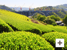 「茶畑と橋梁」