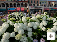 "When the hydrangea blooms"