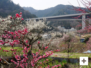 “梅花村”