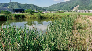 創出したビオトープ(舞鶴若狭道)