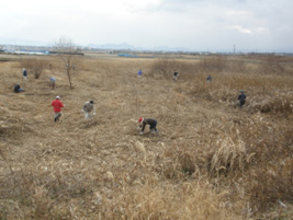 葦は通常より巾を狭く刈ると上手に刈れます